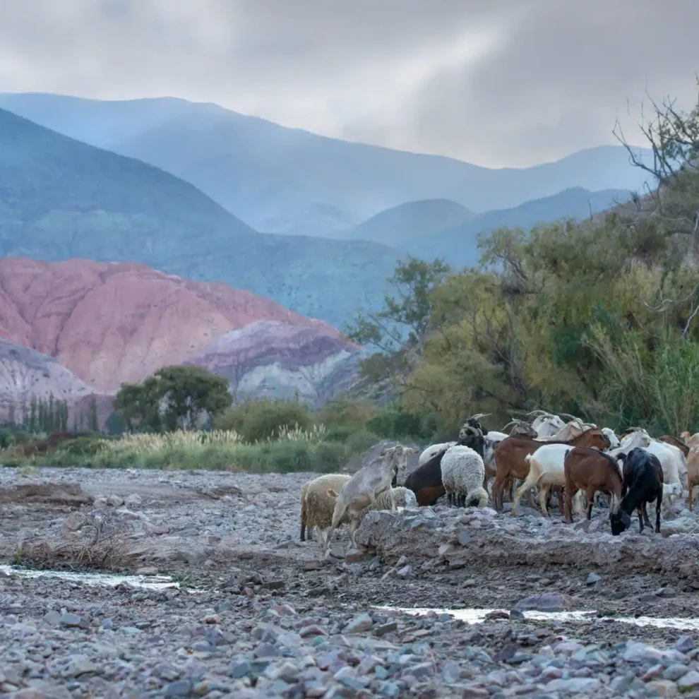 Salta, Cafayate & North West
