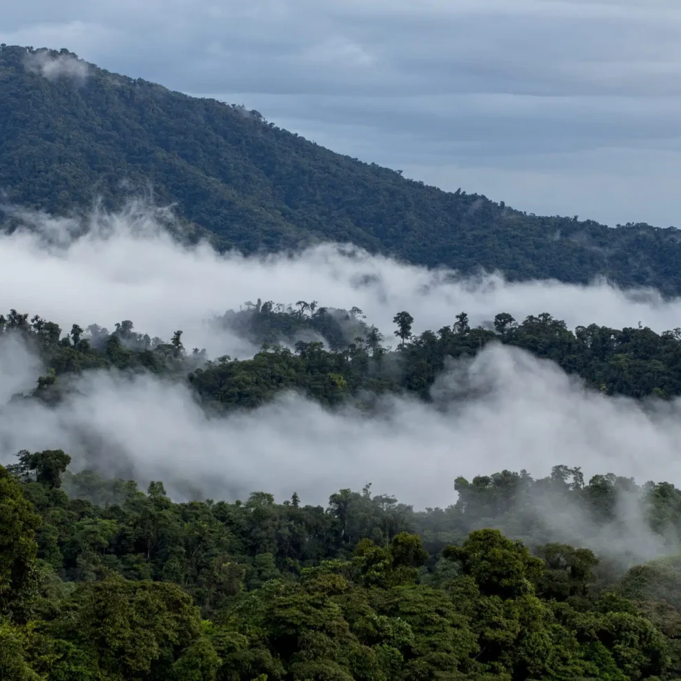 Cloud Forest