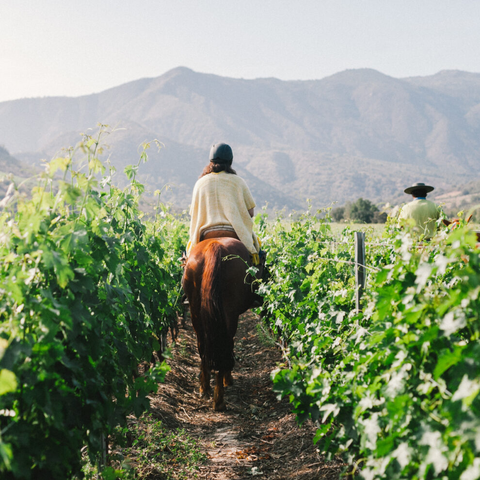 Chilean Wine Regions